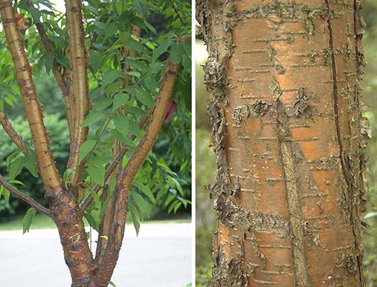 Une Ecorce Qui S Exfolie N Est Pas Necessairement Signe De Maladie Jardinier Paresseux
