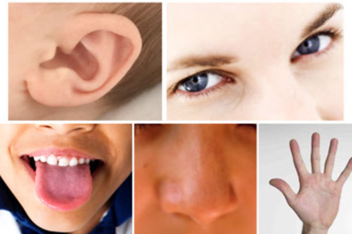 Sentidos: Marketing sensorial Montagem com partes do corpo humano que representam os cinco sentidos, com um ouvido, olhos, boca, nariz e mão de indivíduos diferentes, representando a audição, visão, paladar, olfato e tato, em imagem sobre o tema Marketing sensorial