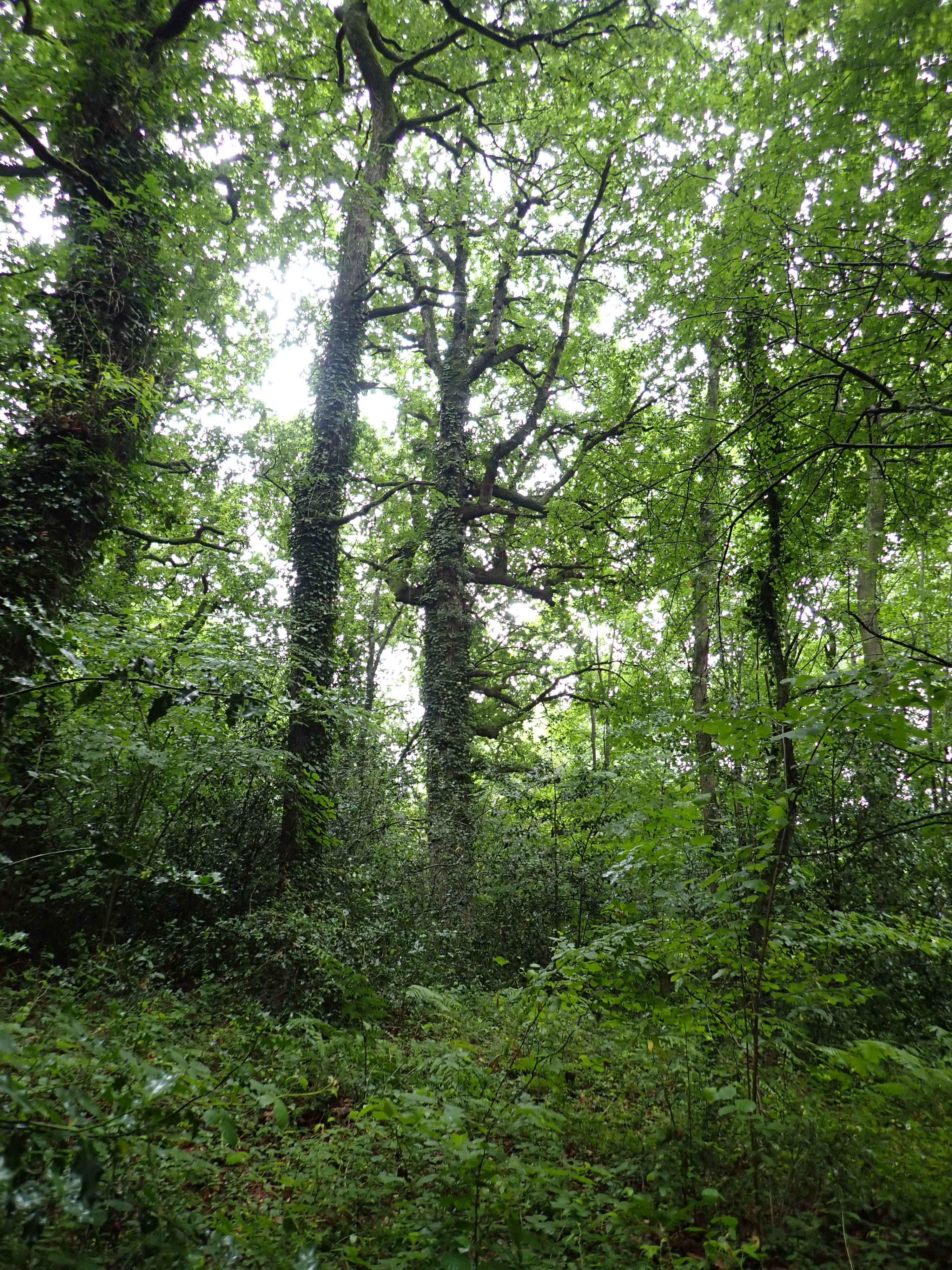 Life Form Diversity Across Temperate Deciduous Forests Of Western Eurasia A Different Story In The Understory Journal Of Biogeography