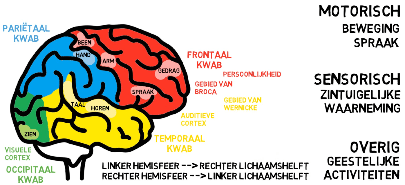 Hersenen Functies En Stoornissen Juf Danielle