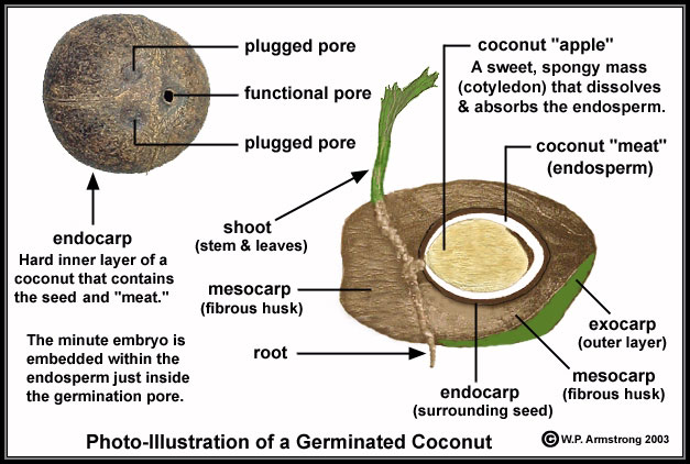4 Simple Ways To Open Green Coconuts Katie S Tropical Kitchen