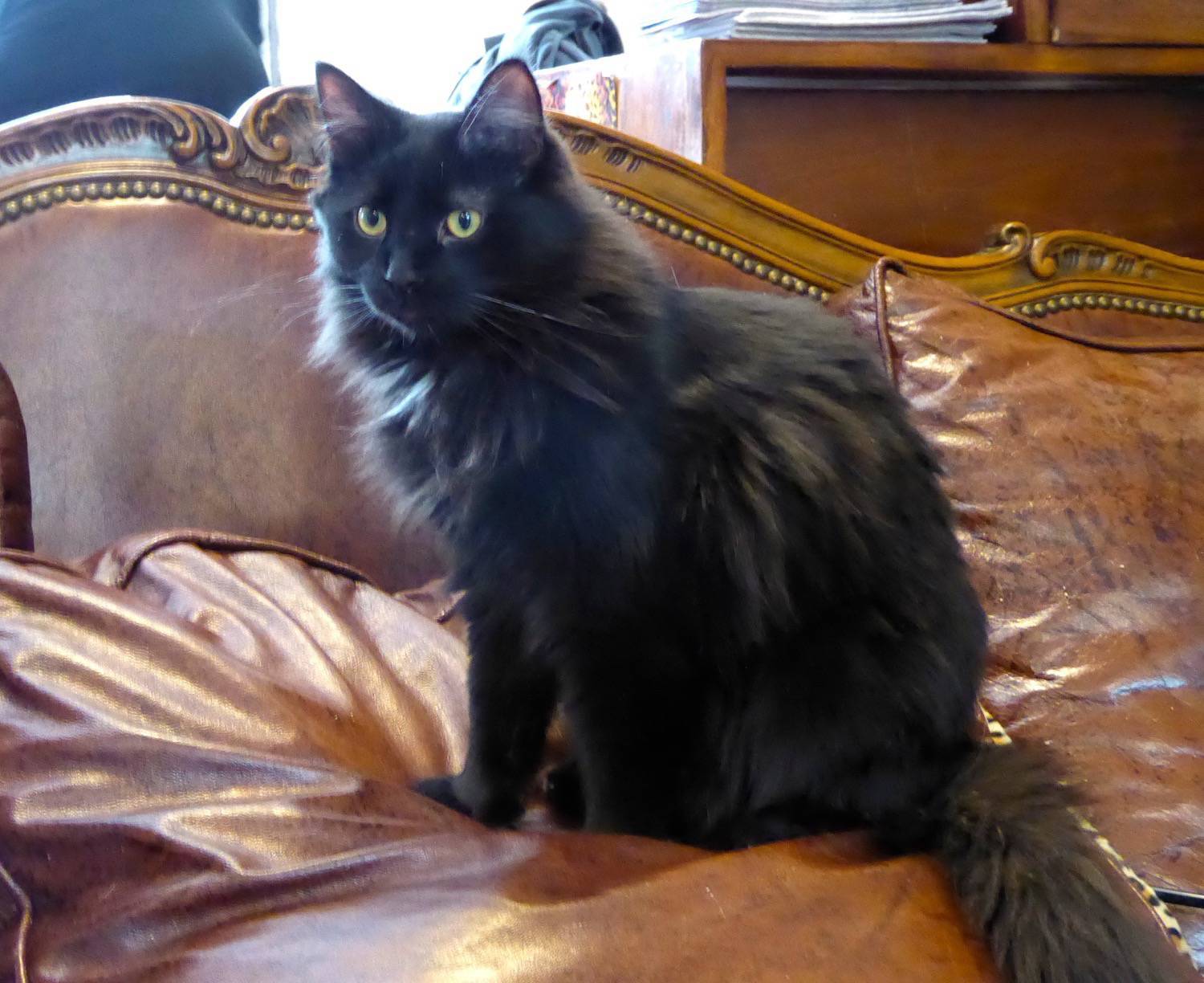 A Visit To Paris S Cafe Des Chats Katzenworld