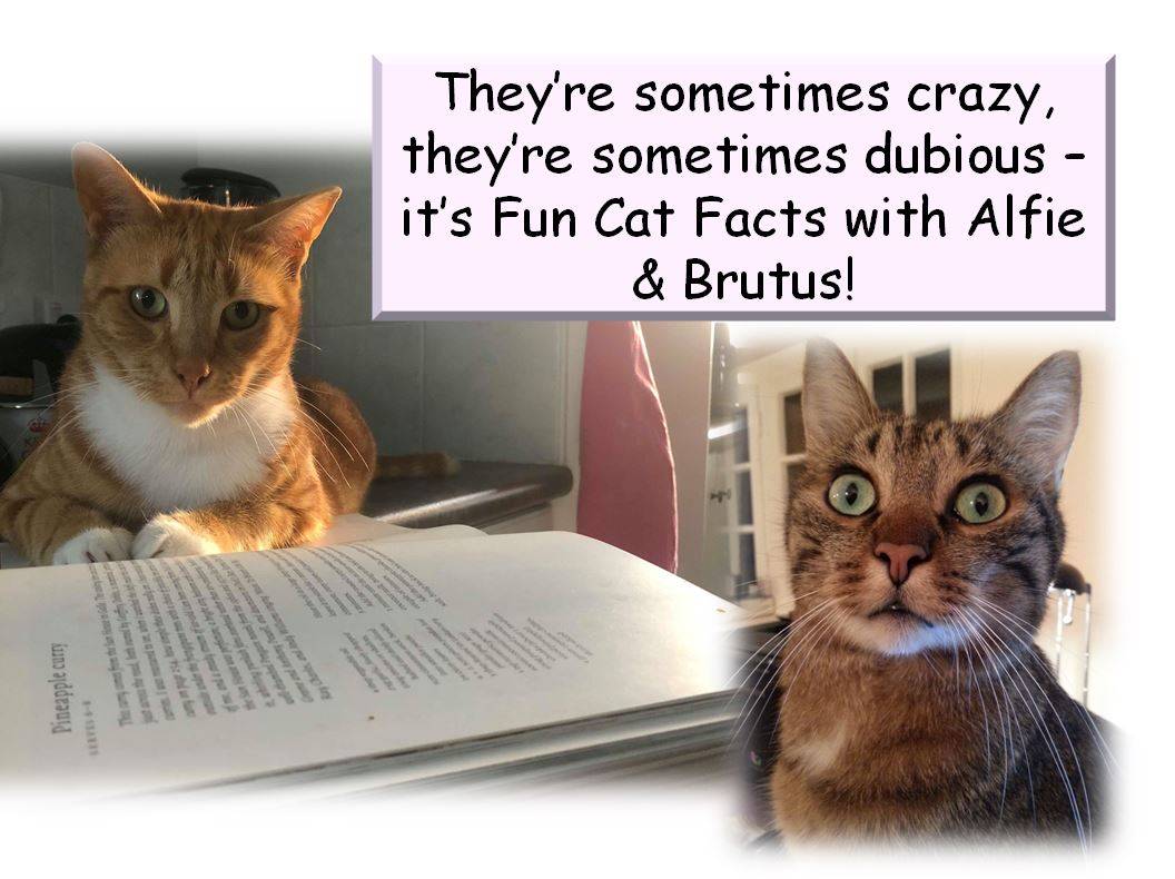 Fun Facts With Alfie Brutus How Do Cats Talk With Each Other Katzenworld