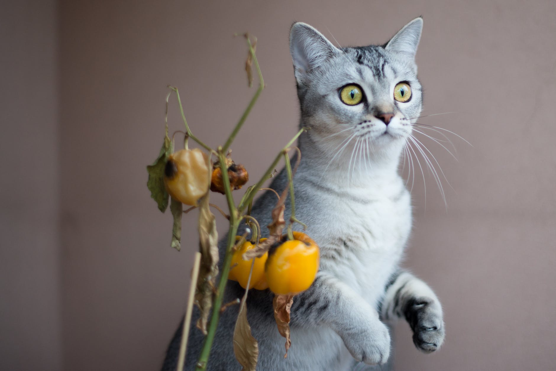 How To Safely Use Essential Oils Around Cats Katzenworld