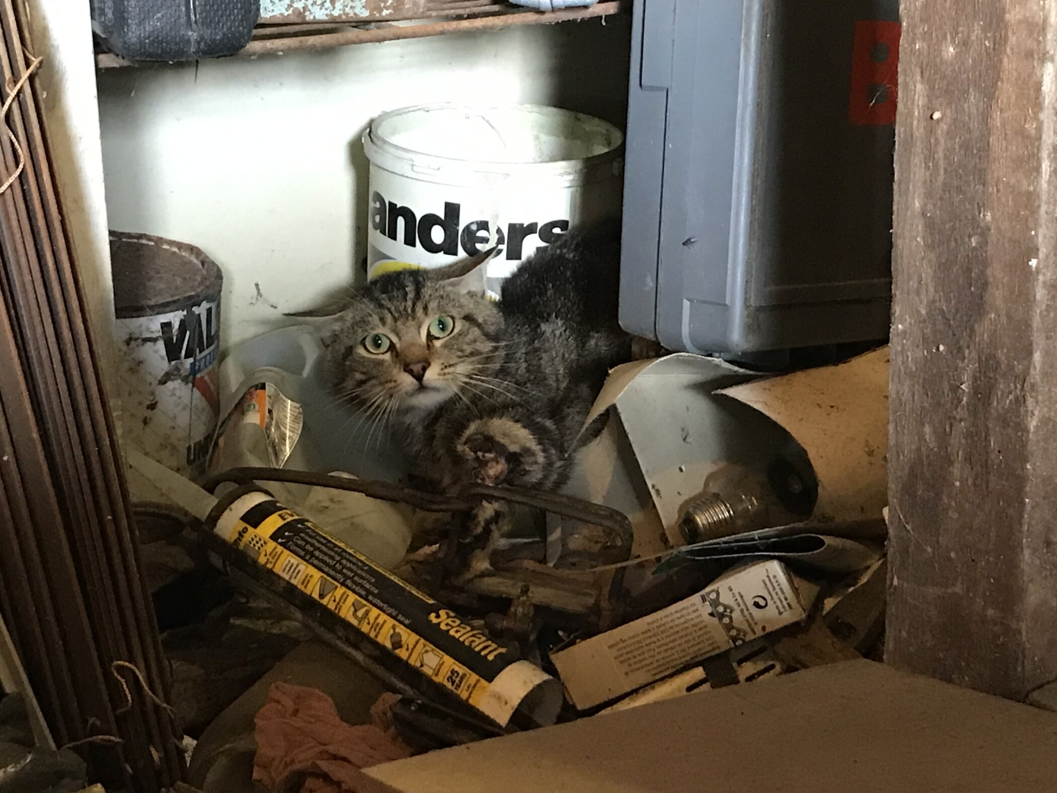 Cat S Leg Hanging Off After Spending Over A Week Caught By Illegal Gin Trap Katzenworld