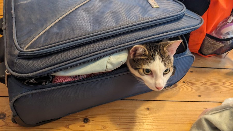 A cat in a suitcase Description automatically generated with low confidence