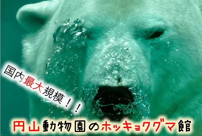 円山動物園　ホッキョクグマ館が凄い！