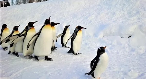 冬の旭山動物園　ペンギンの行進