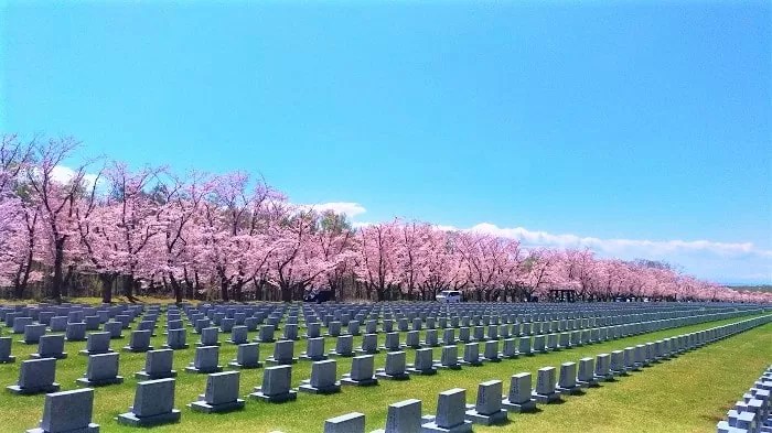 戸田記念墓地公園の墓地と桜