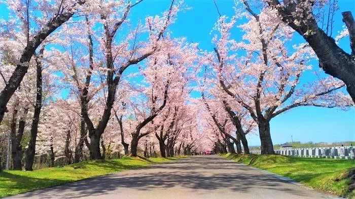 桜冠の道