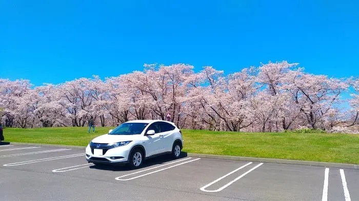 戸田記念墓地公園の桜