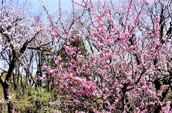 北海道神宮　梅と桜