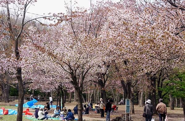 円山公園　花見でBBQ