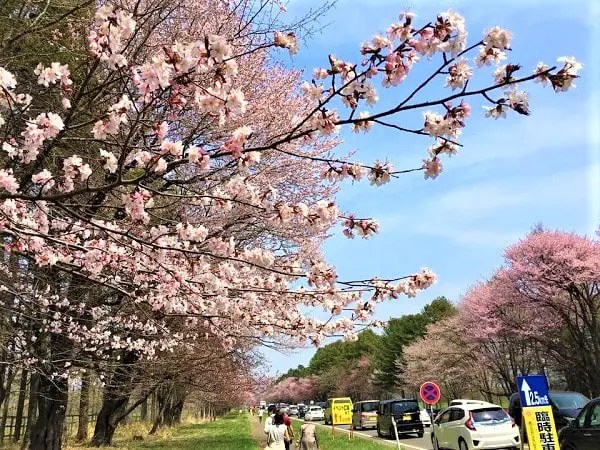 静内二十間道路桜並木の歩行者天国