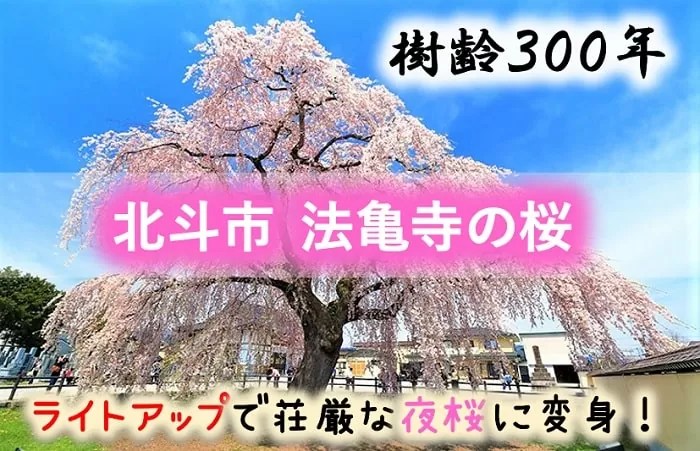 北斗市 法亀寺の桜