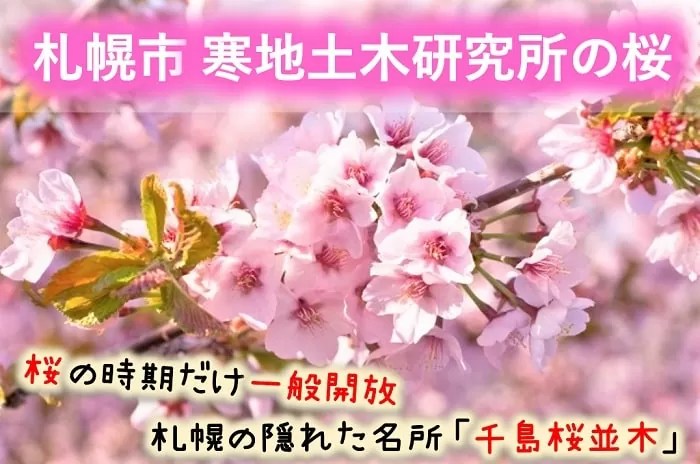 札幌市寒地土木研究所の千島桜並木