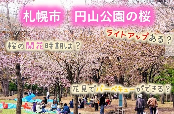 札幌市　円山公園の桜