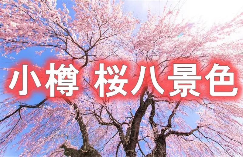 【小樽桜八景】厳選された名所・穴場を紹介!祭り