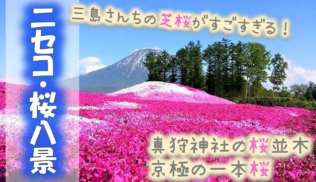 【ニセコ桜八景】三島さんちの芝桜はどこ？千本桜がある？
