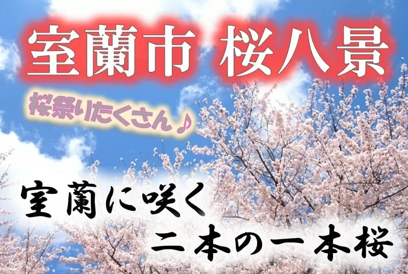 【室蘭市・桜八景】見頃はいつ?桜祭りとライトアップは?
