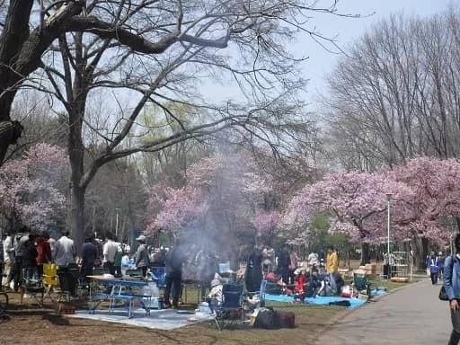 桜の時期限定！円山公園でバーベキュー