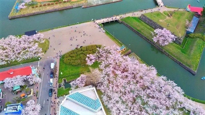 五稜郭タワーから見た桜