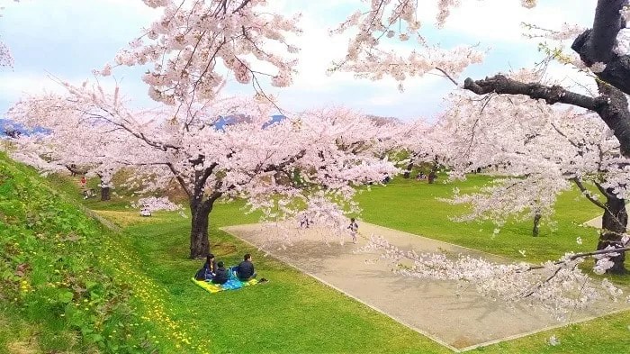 五稜郭公園の桜　花見