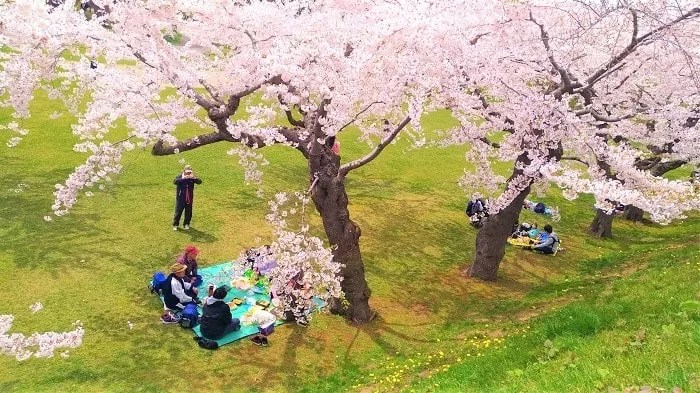 五稜郭公園の桜　花見