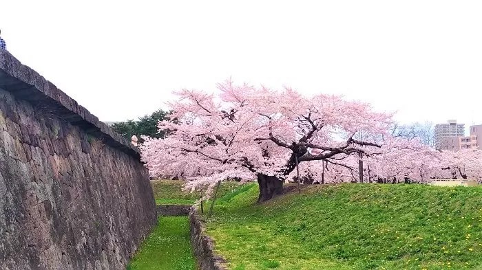 五稜郭公園の一本桜