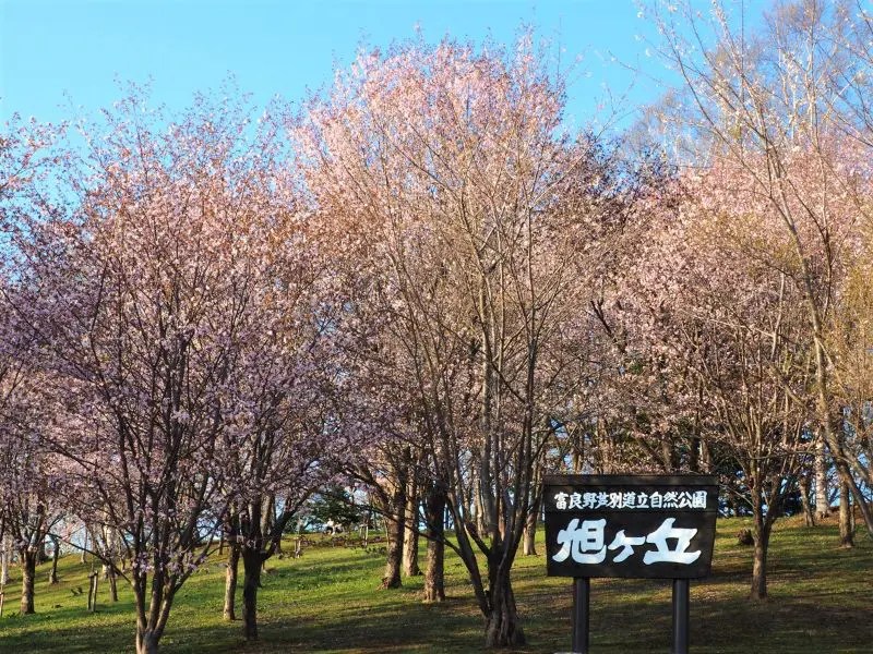 ③【芦別市】旭ヶ丘公園の桜情報