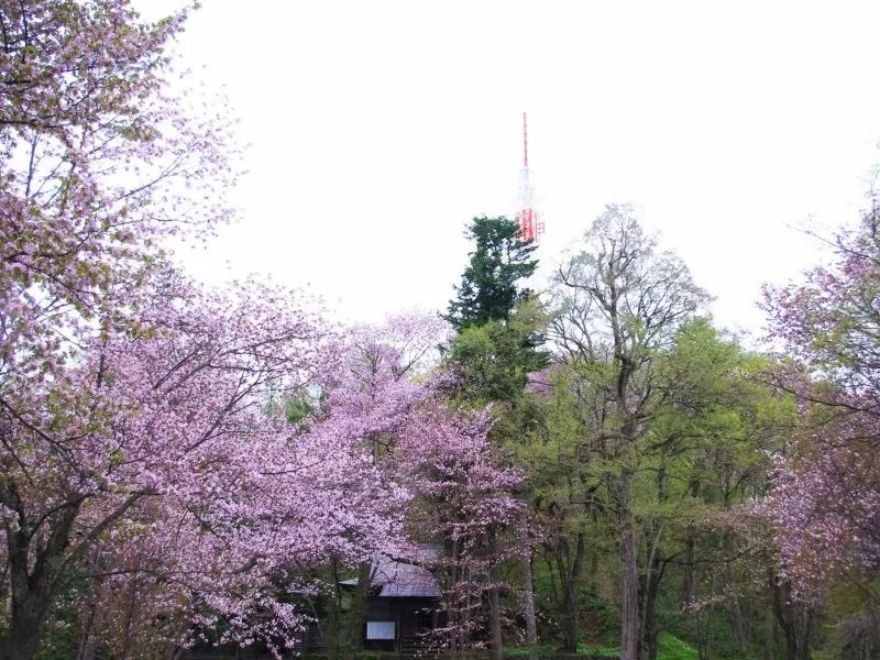 旭山公園の桜情報