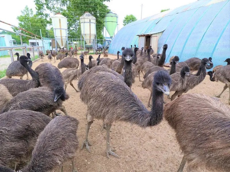 オホーツクエミューらんど