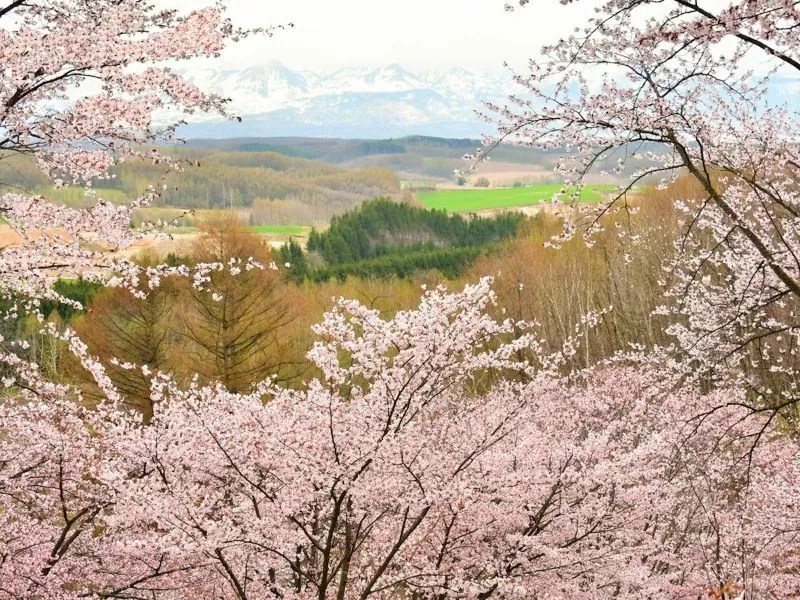 【上富良野町】深山峠さくら園の桜情報