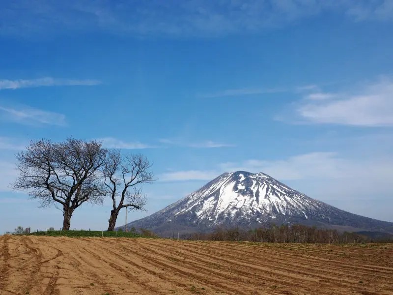 【ニセコ町】双子のサクランボの木