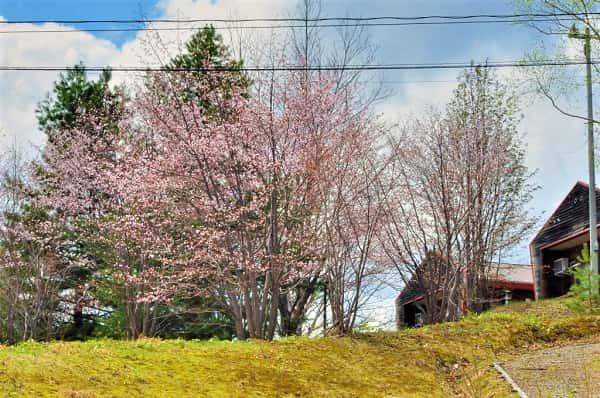ふうれん望湖台自然公園の桜