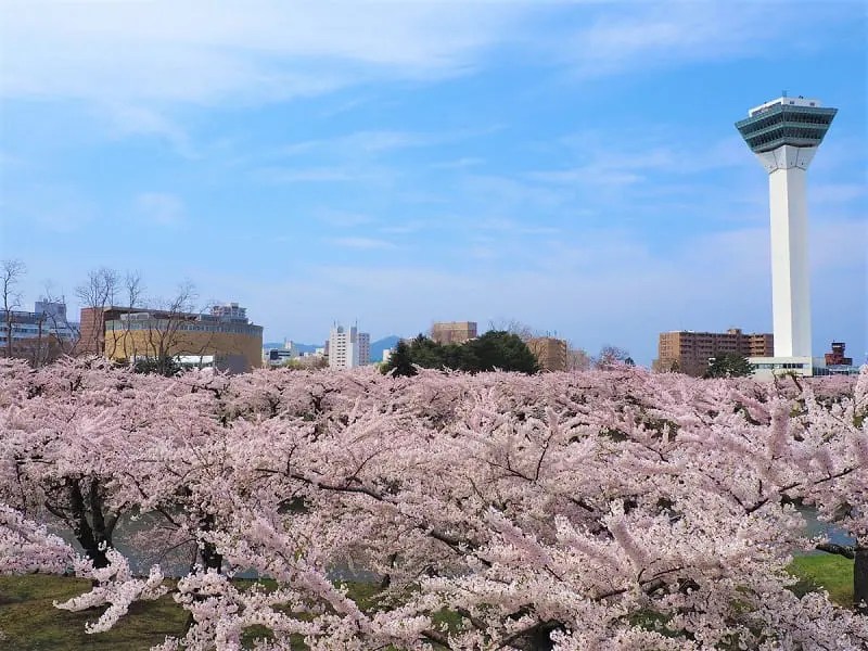 五稜郭公園の桜