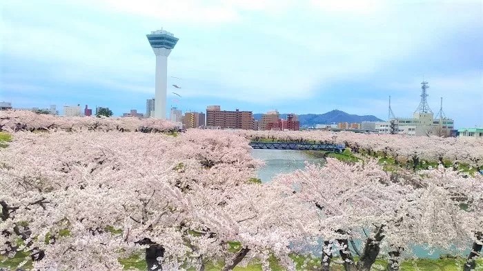 五稜郭タワーと桜の海