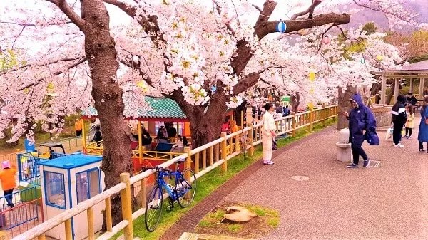 函館公園の桜