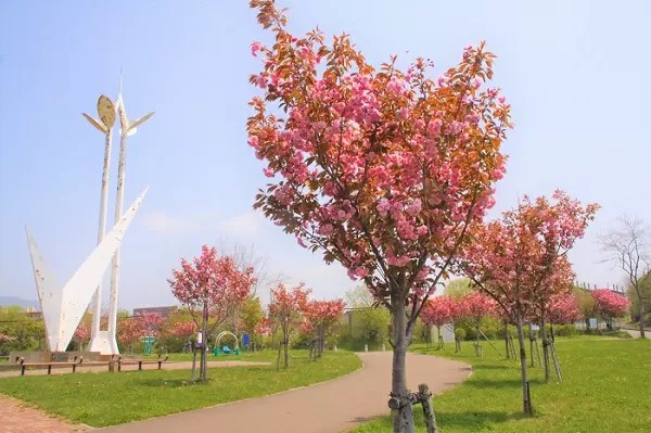 白鳥台北公園の桜