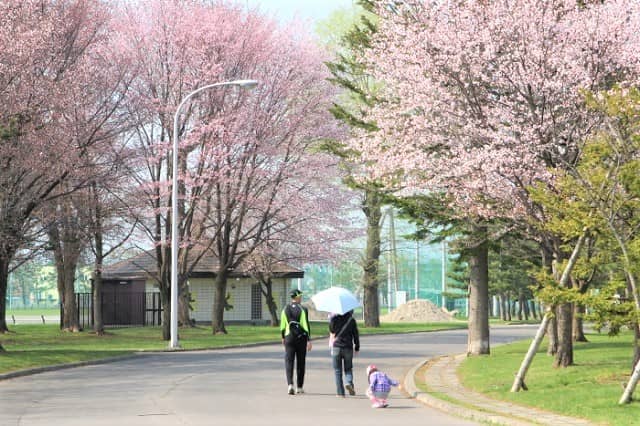 花咲スポーツ公園の桜