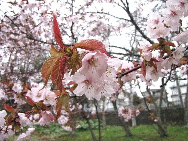 【釧路市】春採公園（はるとりこうえん）の桜