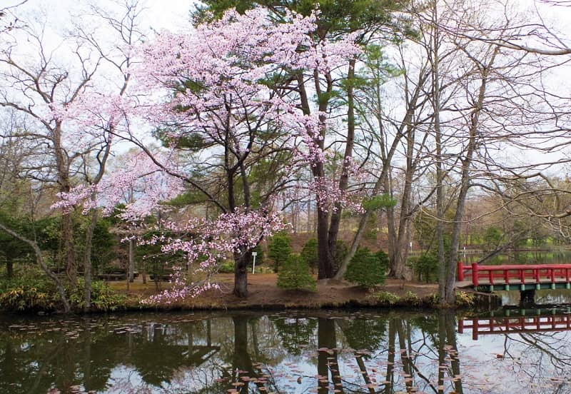 八郎沼公園の桜