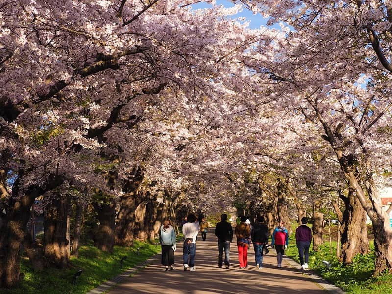 松前藩戸切地陣屋跡の桜トンネル