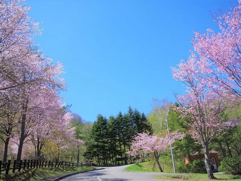 【広尾町】大丸山森林公園