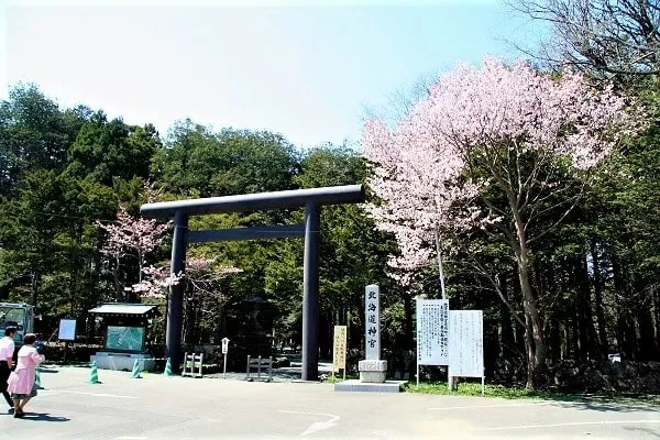 北海道神宮の桜