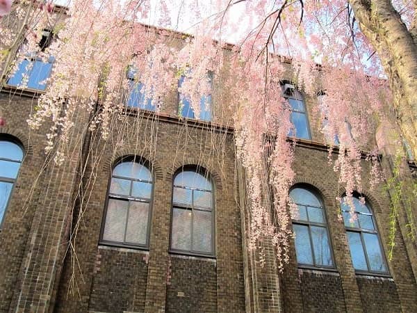 北海道大学　枝垂れ桜