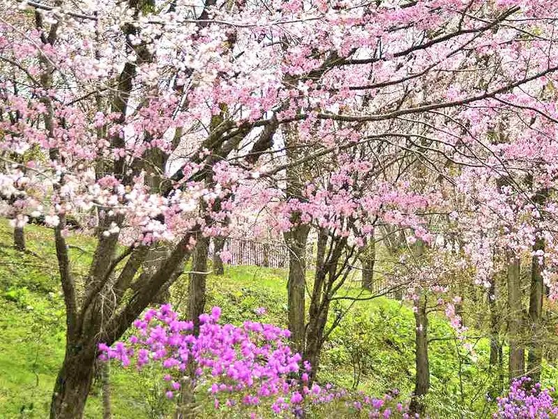 【本別町】本別公園
