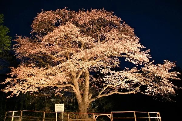 幌萌町の大桜