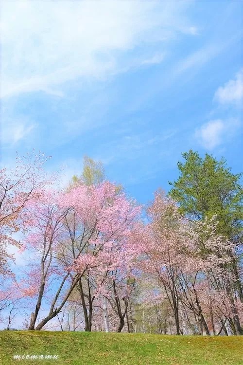 【美瑛町】憩ケ森公園の桜