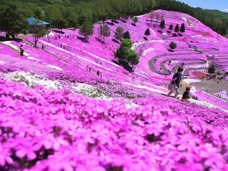 東藻琴芝桜公園年の見頃は 桜まつりの時期 時間は 開花速報あり ひがしもこと芝桜公園と読みます 東藻琴芝桜公園年の見頃は 桜まつりの時期 時間は 開花速報あり ひがしもこと芝桜公園と読みます